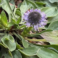 Globularia valentina